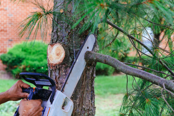 Residential Tree Removal in Sebring, FL